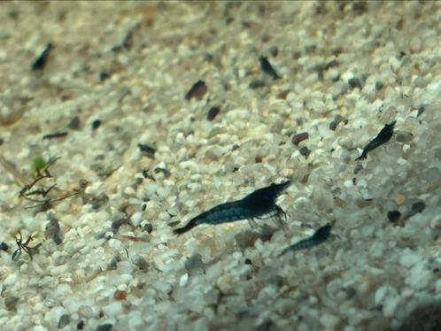 Blauwe Neocaridina Garnalen, Dieren en Toebehoren, Vissen | Aquariumvissen, Kreeft, Krab of Garnaal
