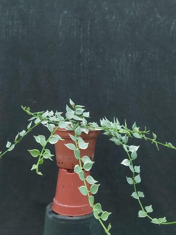 Dischidia ruscifolia Variegata beschikbaar voor biedingen