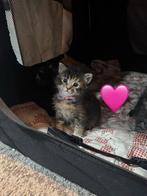 Maine coon/eu-korthaar kittens, Dieren en Toebehoren, Meerdere dieren