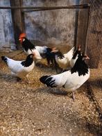 Broedeieren lakenvelder groot, Dieren en Toebehoren, Geslacht onbekend, Kip