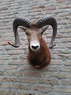 Opgezette kop moeflon taxidermy opgezet jacht schedel hert, Verzamelen, Dierenverzamelingen, Ophalen, Wild dier, Gewei of Kop