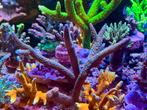 Montipora & SPS/LPS koralen te koop – Mooie stekken!, Dieren en Toebehoren, Overige typen, Zoutwatervis