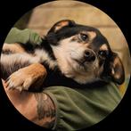 kleine  kereltje Faust zoekt huis., Particulier, Reu, Buitenland, Parvo