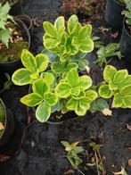 Euonymus Gold - Kardinaalsmuts, Ophalen