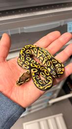 1.0 pastel yellow belly cypress 100% clown ball python, Dieren en Toebehoren, Reptielen en Amfibieën, Slang, 0 tot 2 jaar
