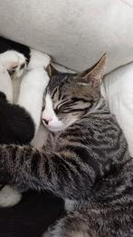 3 katertjes en 1 poesje, Dieren en Toebehoren, Katten en Kittens | Dekkaters