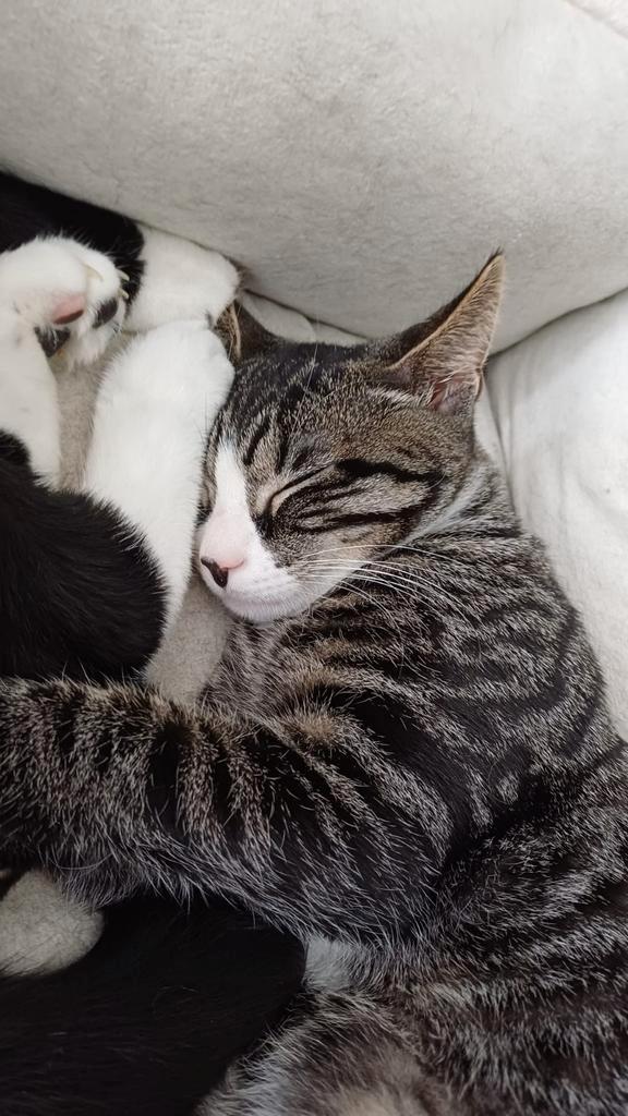 3 katertjes en 1 poesje, Dieren en Toebehoren, Katten en Kittens | Dekkaters