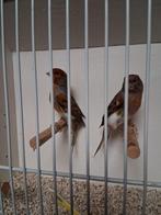 Mooi koppeltje kanaries, Dieren en Toebehoren, Vogels | Kanaries