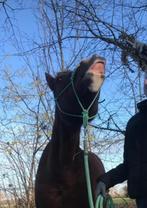Verzorger aangeboden met veel liefde en geduld, Dieren en Toebehoren, Paarden en Pony's | Verzorgingsproducten, Ophalen, Zo goed als nieuw