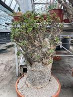 Caudex plant Afrikaanse Baobab (Adansonia Digitata)pot 50cm., Overige soorten, 100 tot 150 cm, In pot, Volle zon