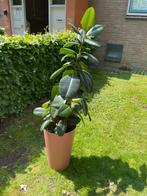 Grote plant GRATIS, Tuin en Terras, Planten | Tuinplanten, Ophalen, Zomer, Overige soorten