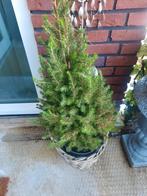 Kerstboompje, Ophalen