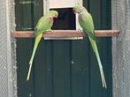 Alexander parkieten 2 koppels., Meerdere dieren, Parkiet, Geringd