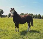 Prachtige zwarte Welsh A jaarling merrie, Dieren en Toebehoren, Pony's, Merrie, 0 tot 2 jaar, A pony (tot 1.17m), Onbeleerd