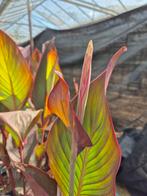 Canna musafolia 'Rubrum' ca 70 cm, Ophalen, Zomer, Overige soorten, Volle zon