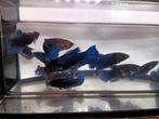 Betta vrouw Royal blue marble, Dieren en Toebehoren, Vissen | Aquariumvissen, Vis