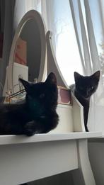 Black kittens, Dieren en Toebehoren, Katten en Kittens | Overige Katten