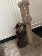 Britse korthaar, Kater, Gechipt, 0 tot 2 jaar