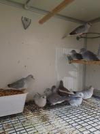 Diamantduifjes, Dieren en Toebehoren, Meerdere dieren