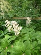 Rodgersia, vaste plant, Tuin en Terras, Vaste plant, Halfschaduw, Zomer, Ophalen