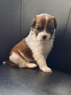 Schattige boerenfox pups., Dieren en Toebehoren, Honden | Niet-rashonden, Rabiës (hondsdolheid), 8 tot 15 weken, Meerdere, Meerdere dieren