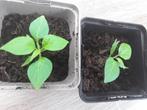 Peper  plantjes Adjuma  moestuinplantjes, Zomer, Ophalen, Groenteplanten, Eenjarig