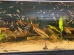Crenicichla acutirostris koppel, Dieren en Toebehoren, Vis, Zoetwatervis