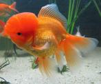 Leeuwenkop Oranda, Vis, Zoetwatervis
