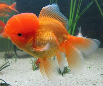 Leeuwenkop Oranda  beschikbaar voor biedingen
