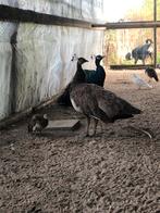 Koppel pauwen, Dieren en Toebehoren, Meerdere dieren, Overige soorten