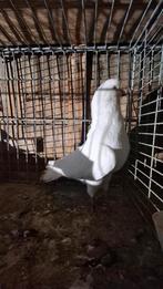 Trommelduiven  altenburger, Mannelijk