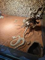Cerastes Cerastes, Dieren en Toebehoren, Reptielen en Amfibieën, Slang, Met terrarium, 3 tot 6 jaar