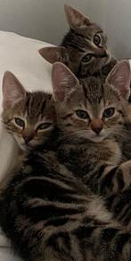 Cats for adoption, Ophalen of Verzenden