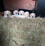 Nestje Golden retriever pups puppies, nog 1 reutje💙, Dieren en Toebehoren, Golden retriever, Parvo, Reu, 8 tot 15 weken