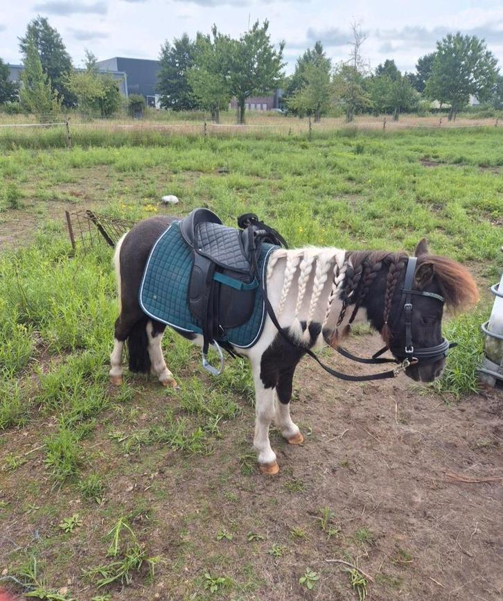 QHP Shetland Zadel inclusief dekje, Dieren en Toebehoren, Paarden en Pony's | Dekens en Dekjes, Ophalen of Verzenden