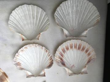 Schelpen, heel mooi, meerder vormen 6 stuks. beschikbaar voor biedingen