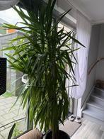 Palmlelie Yucca XXL 220cm, Ophalen, 200 cm of meer, Overige soorten, In pot