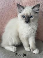 Raszuivere Ragdoll poesje, Dieren en Toebehoren, Katten en Kittens | Raskatten | Langhaar, Meerdere dieren, Gechipt