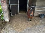 Weidegang met inloop stal voor uitsluitend shetlander, Dieren en Toebehoren, Stalling en Weidegang, Weidegang
