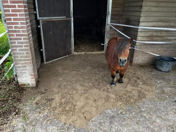 Weidegang met inloop stal voor uitsluitend shetlander beschikbaar voor biedingen