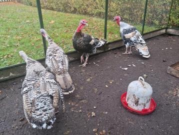 2 paar de allermooiste en grootste Kalkoenen ! Kalkoen fors  beschikbaar voor biedingen