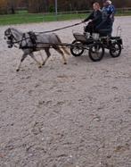 Goed betuigde in enkel en tweespan welsh ruin , Dieren en Toebehoren, Pony's, Gechipt, Ruin, Niet van toepassing, 7 tot 10 jaar