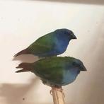 Diverse tropische vogels, Dieren en Toebehoren, Meerdere dieren, Geringd