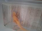 Axolotl Golden Albino, Dieren en Toebehoren, Amfibie, 0 tot 2 jaar