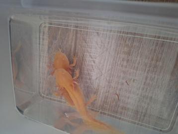 Axolotl Golden Albino beschikbaar voor biedingen