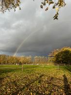 Halfpension – Pony / Klein Paard, Weidegang, 1 paard of pony