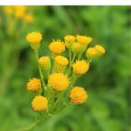 Bio zaden Boerenwormkruid Tanacetum vulgare inheems, Ophalen of Verzenden, Voorjaar, Volle zon, Zaad