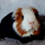 cavia mannetje, Dieren en Toebehoren, Mannelijk, Cavia, Voor 1 juli 2024, Tam