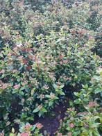 Viburnum tinus Sneeuwbal struiken in maten, Ophalen of Verzenden, Overige soorten, Minder dan 100 cm