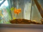 ancistrus algeneter borstel neus 4 stuks 9 tot 10 cm groot, Vis, Zoetwatervis